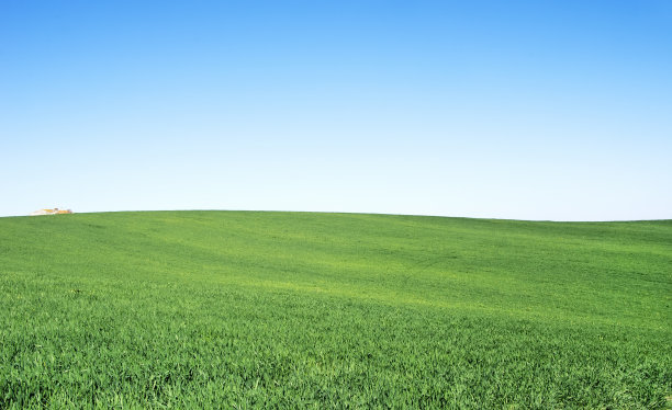 葡萄牙阿连特霍地区的麦田图片下载