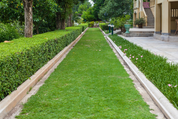 绿草的途径图片下载