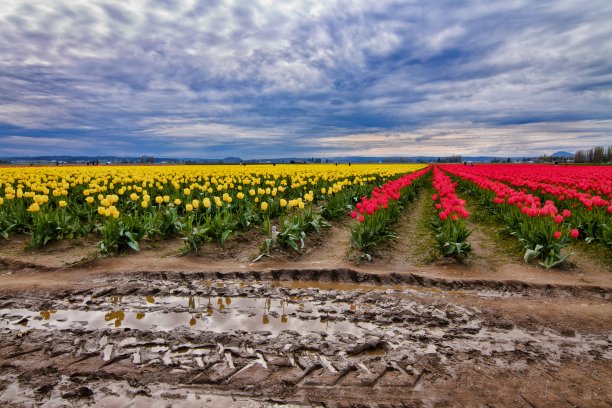 斯卡吉特山谷的郁金香景观图片下载