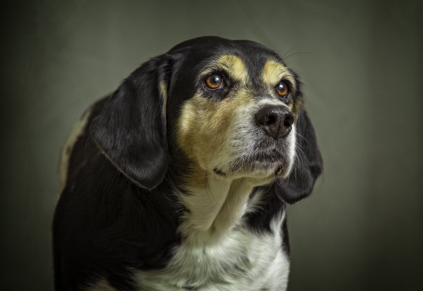 小猎犬的肖像图片下载