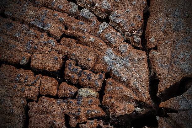 木材纹理木材纹理背景图片下载