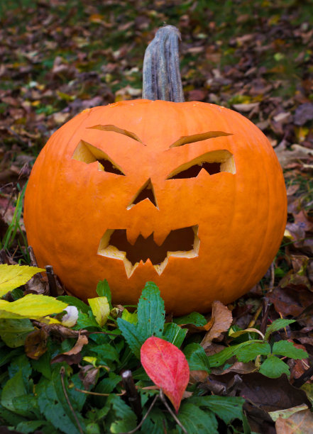 万圣节的南瓜图片下载