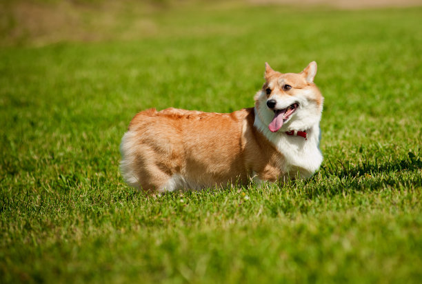 彭布罗克威尔士科基犬图片下载