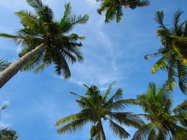 保和海滩椰子树与蓝天图片下载