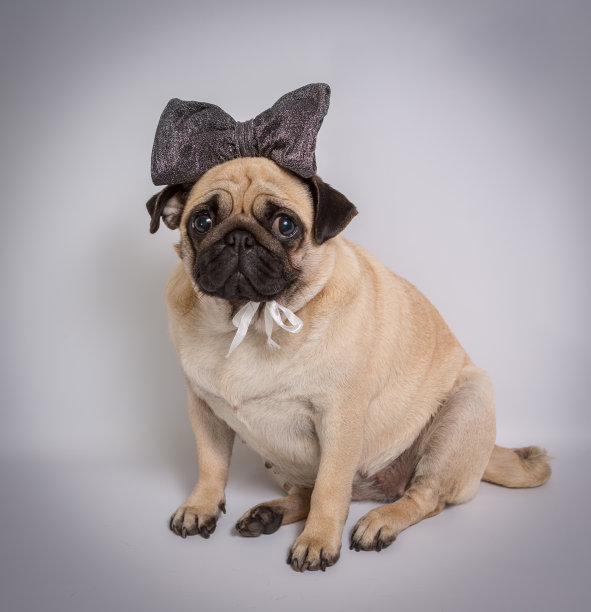 有趣的哈巴狗图片下载