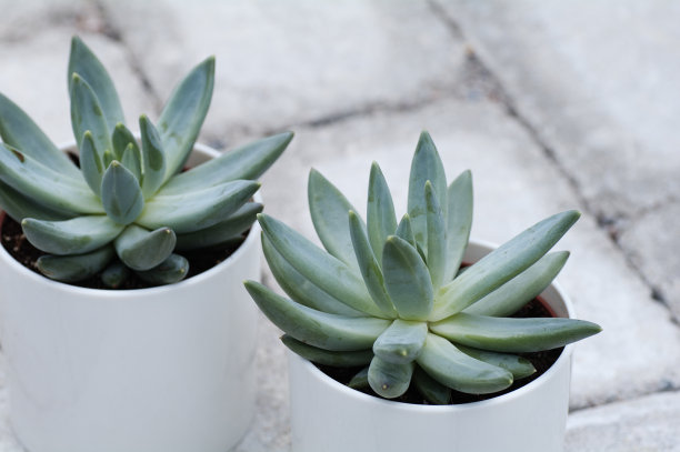 两只盆子里的紫堇图片下载