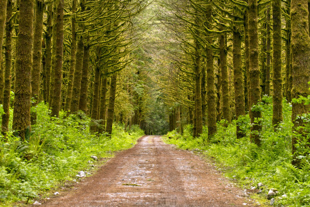 穿过雨林的砾石路图片下载