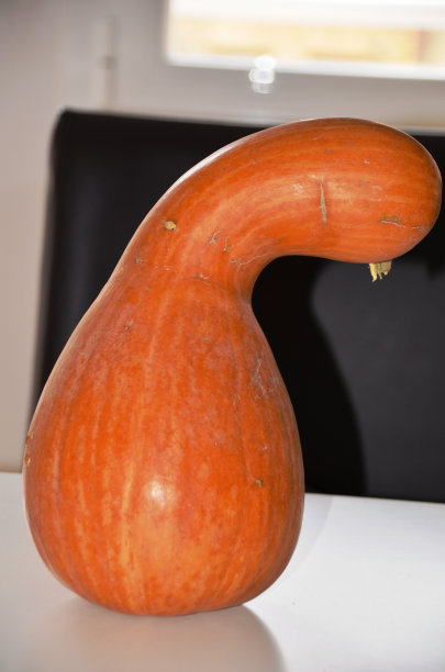 桌上的南瓜图片下载