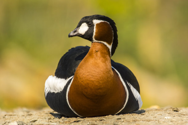 红胸鹅:红胸鹅图片下载