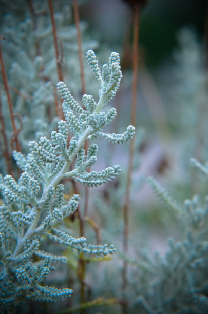 棉花熏衣草背景植物图片下载
