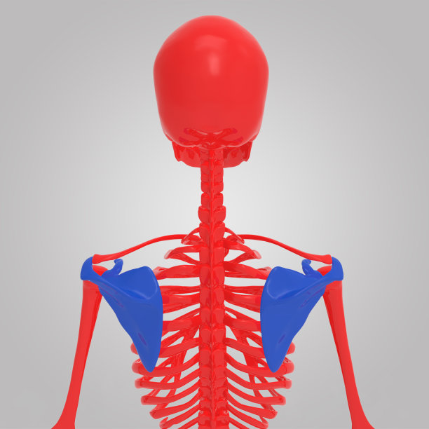 肩胛骨图片下载