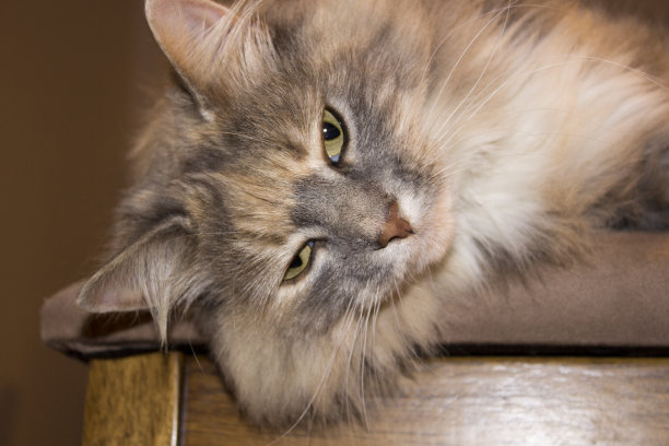 绝美长毛猫图片下载