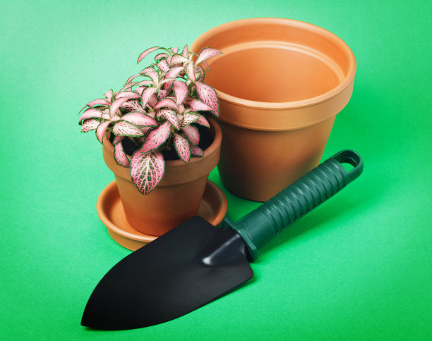 花在盆中绿色的背景图片下载