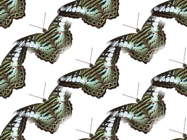 蝴蝶的背景图片下载