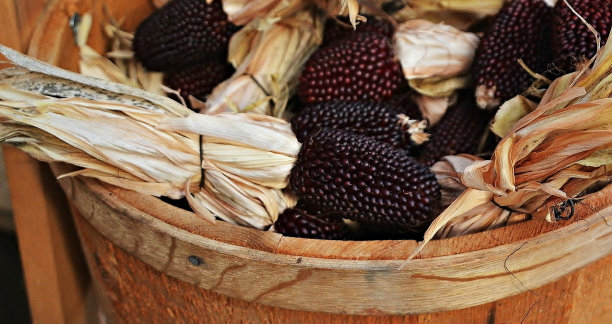 装饰性的玉米图片下载