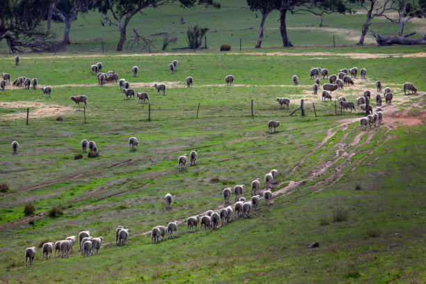 听说过羊图片下载