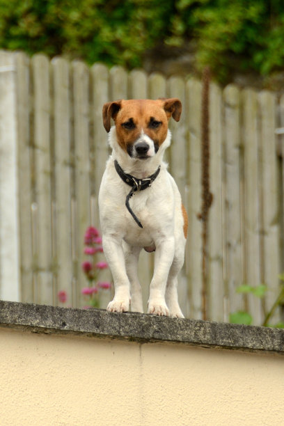 基尔肯尼的狗图片下载