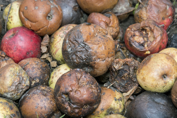 腐烂的干苹果特写图片下载