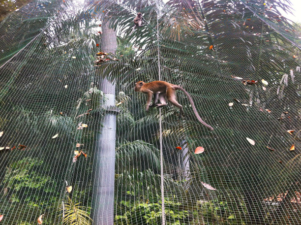 低角度的猴子在网上行走图片下载