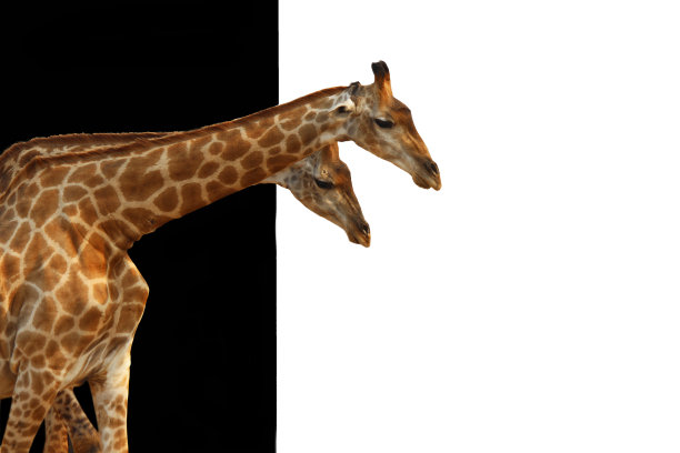 长颈鹿图片下载