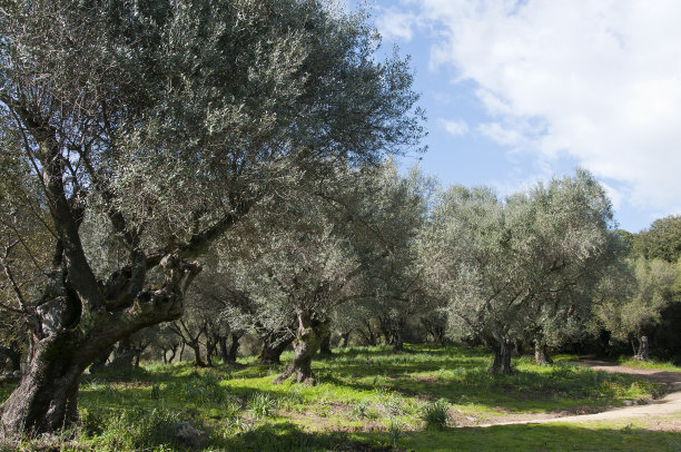 奥利韦雷图片下载