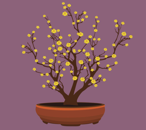 黄杏花在越南传统农历新年图片下载