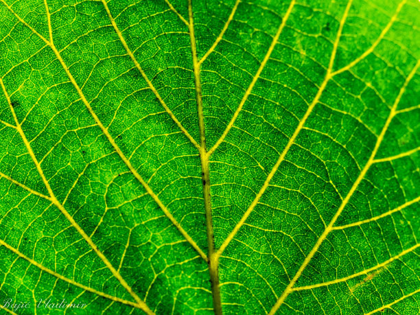 叶在通过宏观图片下载