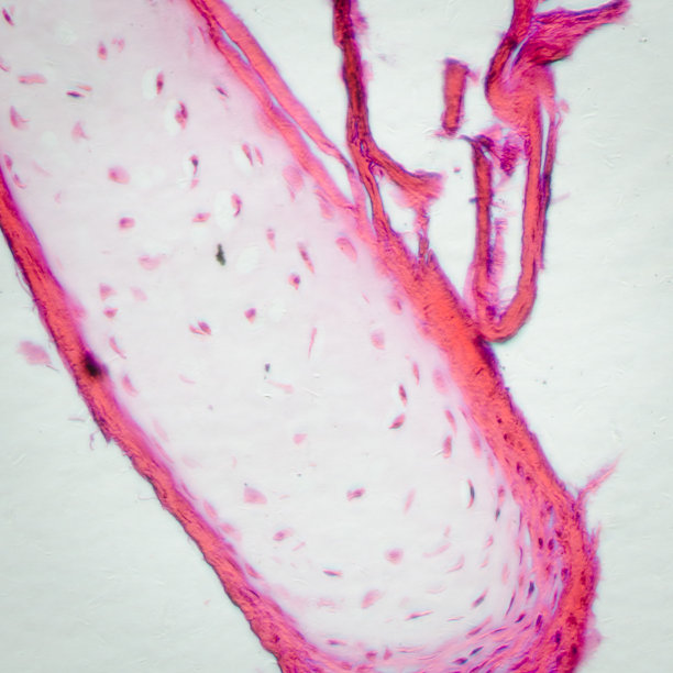 骨细胞骨细胞图片下载