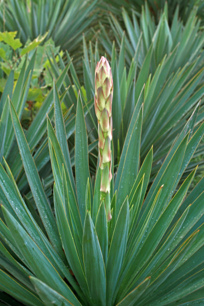 中国北方春天的剑麻图片下载