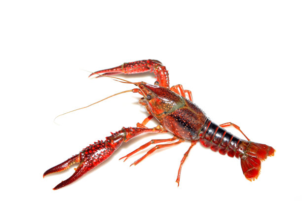 小龙虾图片下载