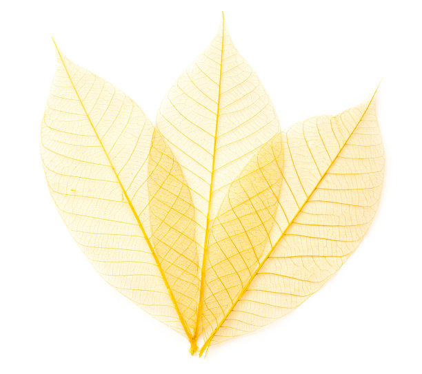 叶透明背景。图片下载