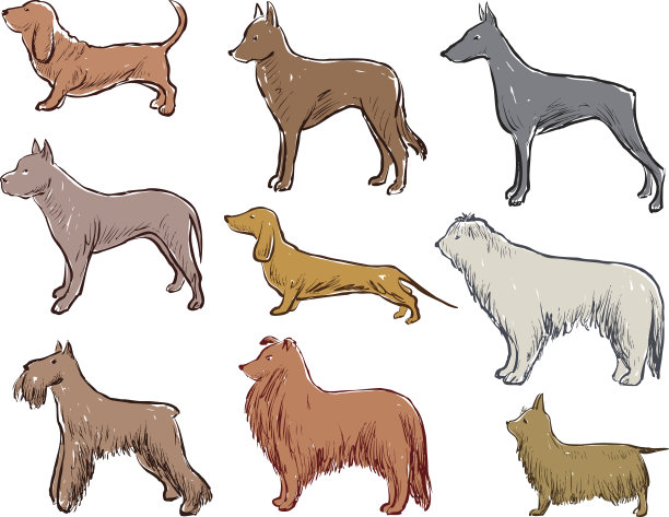 不同品种的狗的素描图片下载