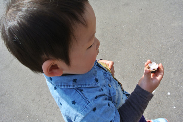 男孩和樱花和核桃图片下载