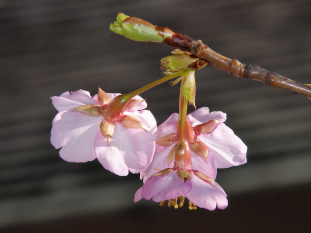 1月开花的川崎图片下载
