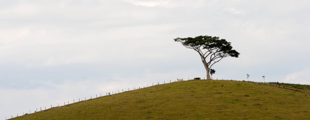 大自然中孤独的树图片下载