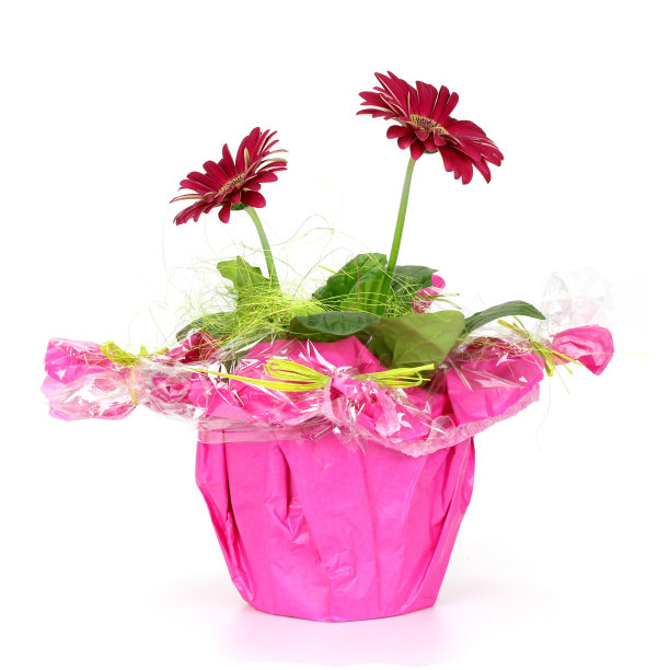 红色的花图片下载