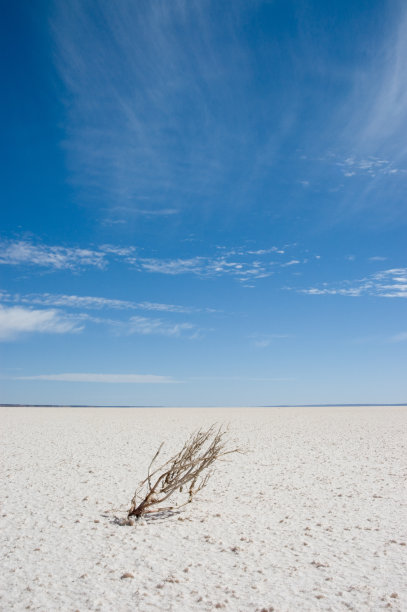 盐湖中的枯死植物图片下载
