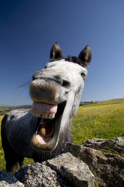 笑着的马。图片下载