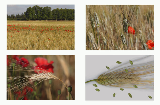 奥尔格图片下载