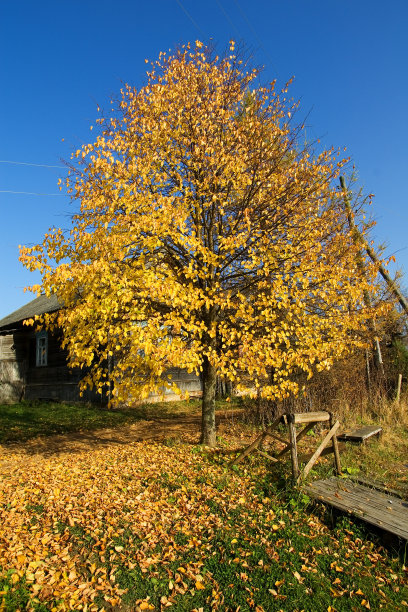 俄罗斯乡村的秋天图片下载