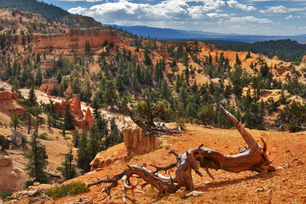 枯干的树图片下载