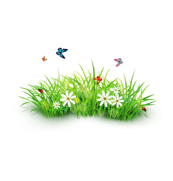 绿草上开着白花，蝴蝶和瓢虫图片下载