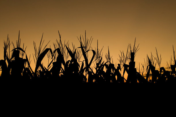 一片玉米田的剪影映衬在柔和的橙色夕阳下图片下载