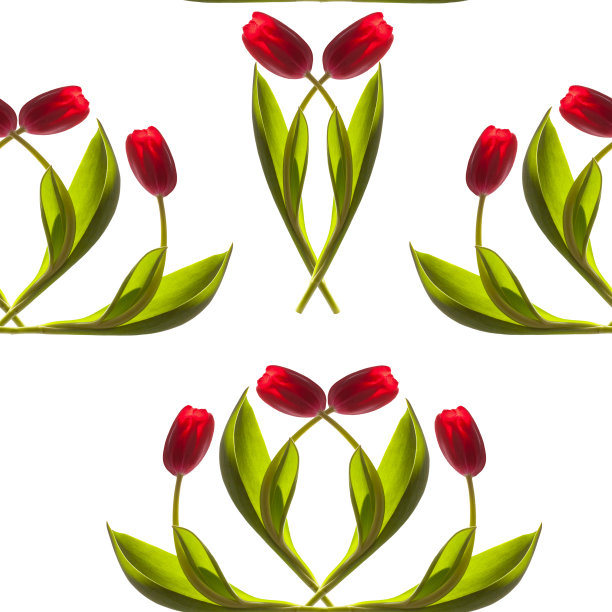 无缝图案美丽典雅的红色郁金香图片下载