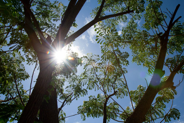 太阳的光束图片下载