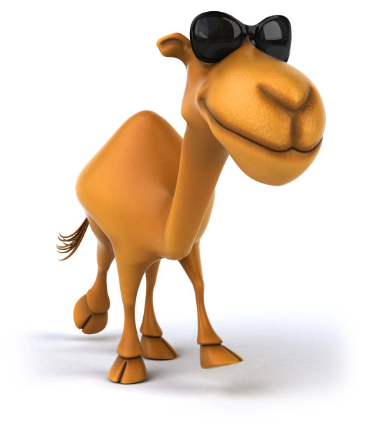 有趣的骆驼图片下载