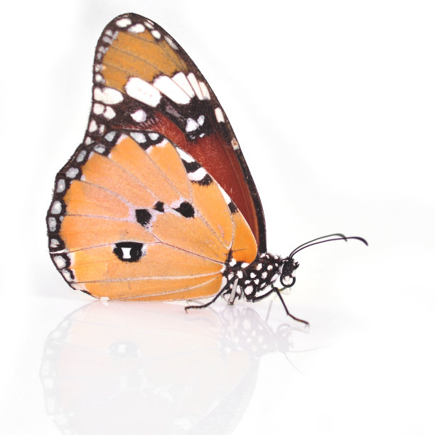 普通老虎蝴蝶图片下载