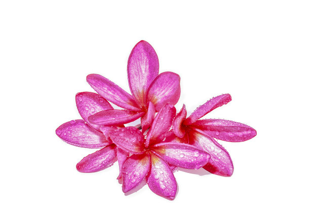 鸡蛋花的花朵图片下载