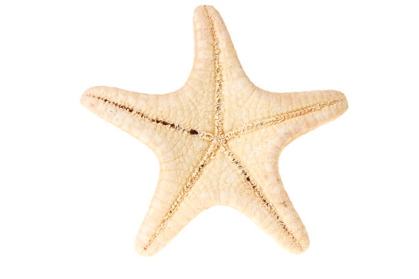 海星孤立图片下载