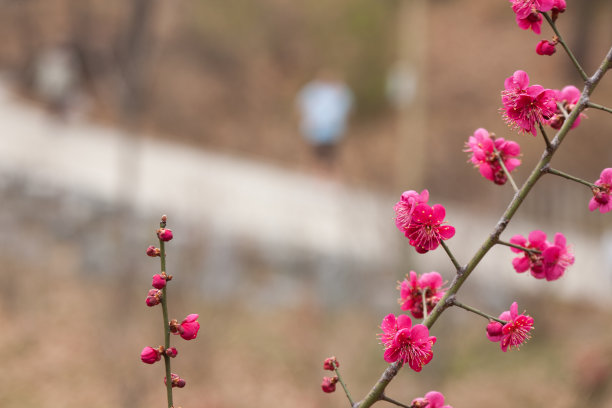 梅花素材图片